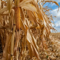 Молдова в текущем году потеряла 90% урожая кукурузы