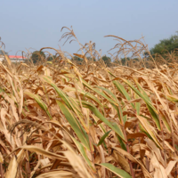 Рекордная жара и засуха серьезно сказались на европейских урожаях
