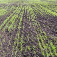 Урожай-2022: в трех районах Омской области вводится режим ЧС из-за засухи и суховеев