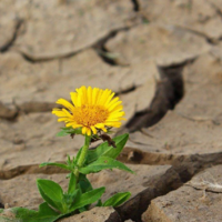 Лето-2022: в каких регионах Казахстана в июле ожидаются засуха и дефицит осадков? 