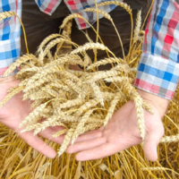 Российским сельхозкомпаниям перенесут сроки перехода на обязательную прослеживаемость зерна до 2023 года