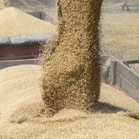 Россия за четыре месяца безвозмездно поставит бедным странам до 500 тысяч тонн зерна