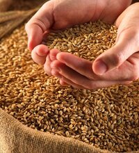 К началу апреля запасы зерна в Казахстане составили почти 8 млн. тонн