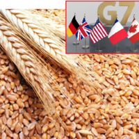 Страны G7 создадут «зерновой» альянс против России