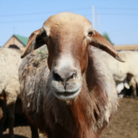 Казахстан: на перекосы в господдержке животноводства указал глава Минсельхоза 