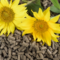 В 2023 году Казахстан намерен поставить 300 тыс. тонн подсолнечного шрота в Китай 