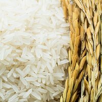 17 лет работы: новый высокоценный сорт риса «Айсара» вывели кызылординские селекционеры