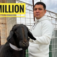 Баран-гигант из Туркестанской области попал в книгу рекордов страны