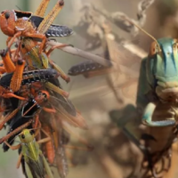 В 2023 году в Казахстане на борьбу с саранчой планируется выделить 3,9 миллиардов тенге