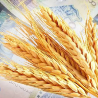 В Казахстане фиксируется рост внутренних цен на пшеницу 3 класса до 93-98 тыс. тенге/тонна