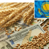 Казахстан нарастил экспорт пшеницы на 10% в тоннах и сразу на 34% — в деньгах