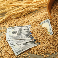 Экспортная цена на казахстанскую пшеницу упала до 270 долларов за тонну, а мука держится на уровне 350 долларов