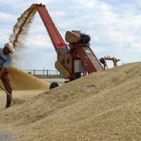 Экспорт пшеницы в Казахстан из сибирских областей России сократился на 22%