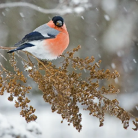 От +12 до –28: погода в Казахстане в феврале будет неустойчивой