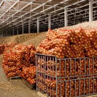 В Казахстане из-за дефицита овощехранилищ потери урожая достигают 35-40% 