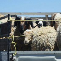 Казахстан увеличил импорт мелкого рогатого скота почти в 8 раз