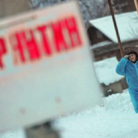 Крупный очаг бешенства выявлен в приграничном с Казахстаном регионе России