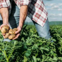 Британские фермеры массово отказываются от выращивания картофеля в нынешнем сезоне