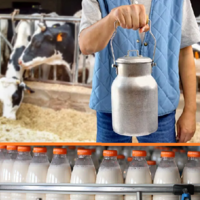 Грозит ли казахстанцам рост цен на молоко из-за нововведений в субсидировании молочников?