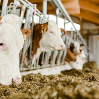 Техрегламент ЕАЭС по безопасности кормов и кормовых добавок утвердят в 2023 году