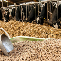 Личный прием: главе Минсельхоза презентовали завод по выпуску кормовых добавок из шкур КРС