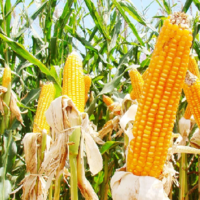 Бразилия намерена отобрать у США кукурузную корону