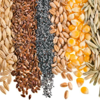 Запасы масличных культур в Казахстане сократились до 1,839 млн. тонн 