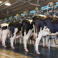 В приоритете: в Казахстане выделят 100 млрд. тенге на строительство молочно-товарных ферм