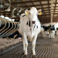 Казахстан вложит еще 100 млрд. тенге в строительство 65 ферм для производства 373 тыс. тонн молока в год