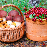 Грибников и сборщиков диких ягод обяжут платить налоги по всему Казахстану с 2024 года