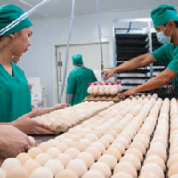 Новый производитель мяса птицы вышел на рынок Казахстана при поддержке Bank RBK