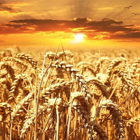 Аномальная июльская жара в Казахстане может негативно отразиться на урожае зерновых культур