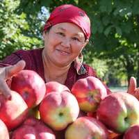 Яблоко сорта 