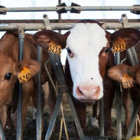 Казахстан: Минсельхоз установил возрастные показатели для экспортируемых сельхозживотных