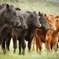 Минсельхоз: в Казахстане в этом году на субсидирование животноводства будет выделено более 107 млрд. тенге