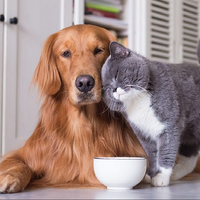 С 1 сентября казахстанцев обяжут ставить домашних питомцев на учет и чипировать собак и кошек