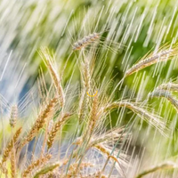 Дождливая и прохладная погода ожидает казахстанцев в выходные дни