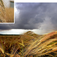 Хлеба не будет? Аграрии Костанайской области просят объявить ЧС