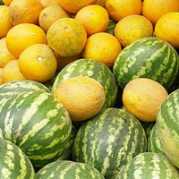 В Туркестанской области собрано более 580 тыс. тонн арбузов и дынь