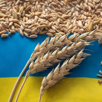 Украина в 2022/23 МГ экспортировала почти 49 млн. тонн зерна