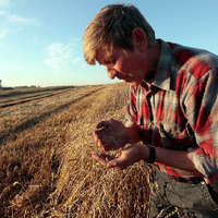 Засуха, саранча и дожди - основные причины огромных убытков казахстанских фермеров в этом году