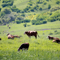В Казахстане почти 8 млн. гa сельхозземель возвращено в госсобственность с начала 2022 года
