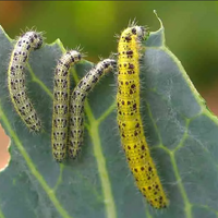 В Северо-Казахстанской области фиксируются вспышки распространения лугового мотылька