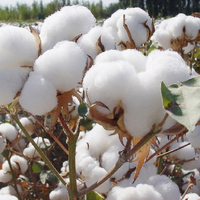 Под Туркестаном стартовало строительство завода по переработке хлопкового волокна мощностью 60 тыс. тонн в год