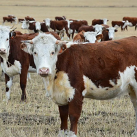 Какое будущее у казахской белоголовой породы крупного рогатого скота? 