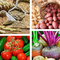 Официальная статистика: в Казахстане прописан рост урожайности зерна и овощей 