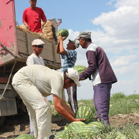 Количество сельскохозяйственных кооперативов в Казахстане превысило 3200