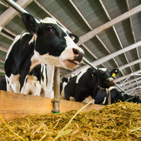 Коровы, овцы и лошади стали есть больше. Как поменялся расход кормов для сельхозживотных в Казахстане?