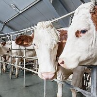 Страны ЕАЭС будут оценивать племенной крупный рогатый скот по новым методикам