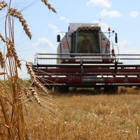 Курганские аграрии задумались об отмене уборки зерна в регионе